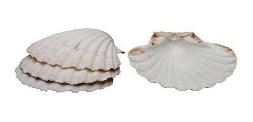 juego de 4 de Conchas para hornear naturales