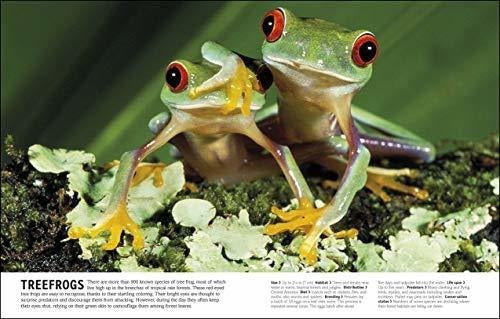 El Libro De Animales Una Enciclopedia Visual De La Vida