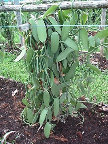 25 granos de vainilla grado B de extracto de Tahití 4 6