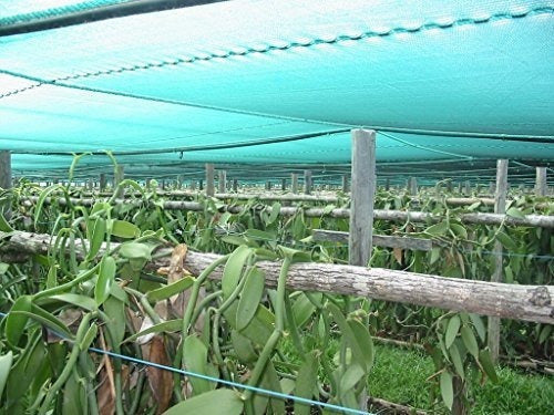 25 granos de vainilla grado B de extracto de Tahití 4 6