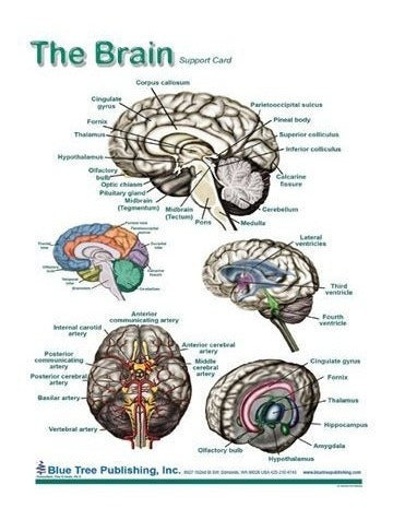 Diagramas cerebrales