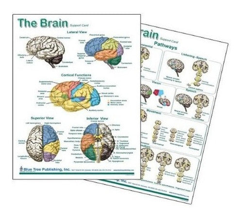 Diagramas cerebrales