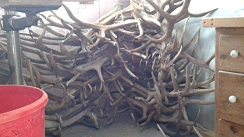 TRATAMIENTO DENTAL DE PERROS