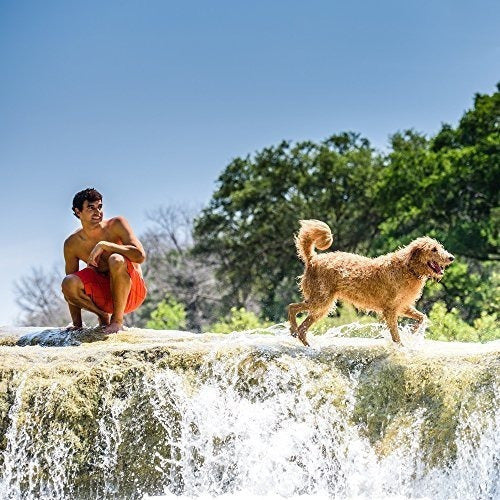 Comida Para Perros Húmeda Enlatada Sin Grano Para Adultos