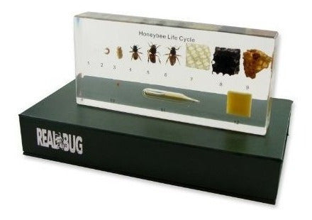 Juego didáctico ciclo de vida de una abeja miel