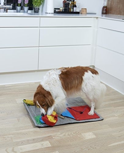 Juguete de iniciación para mascota