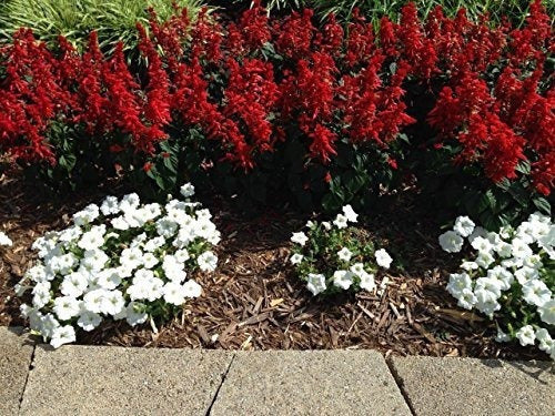 Compost De Charlie 10 Lb