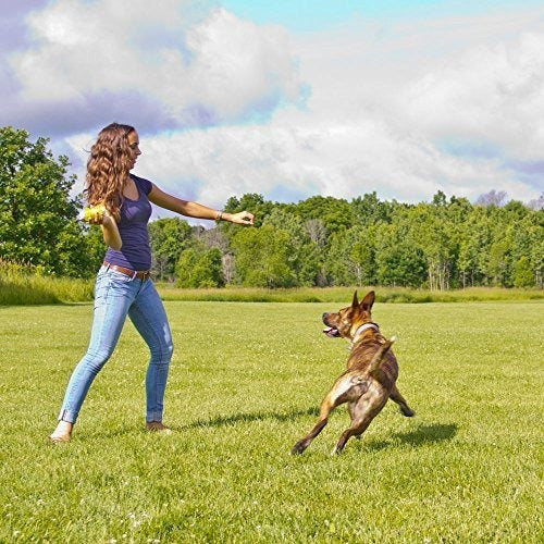 Juguetes interactivos para perros