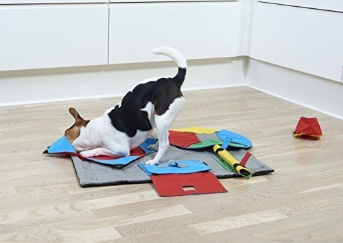 Juguete de iniciación para mascota