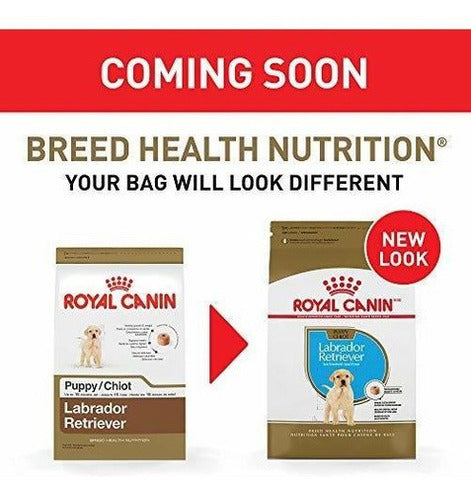 Cachorro Labrador Retriever Royal Canin Breed Health