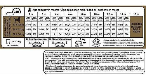 Cachorro Labrador Retriever Royal Canin Breed Health