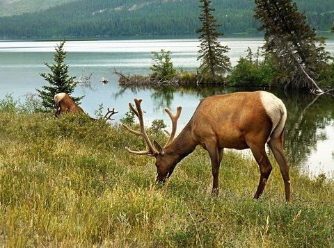 Timothy Grass Seed Climax 1 Libra Oolam