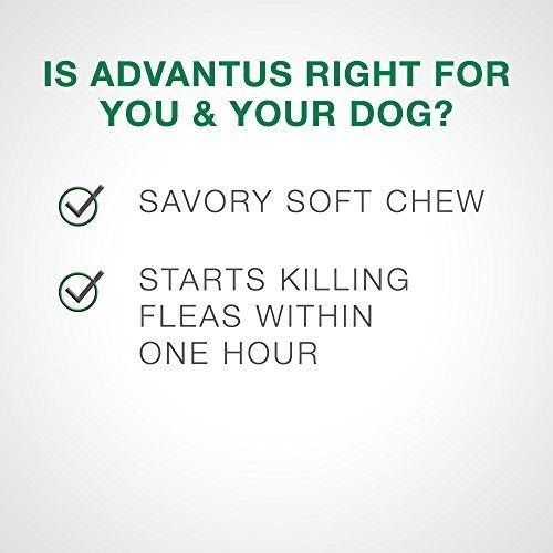 Masticable suave para Perros Pequeños De 4 A 22 Libras