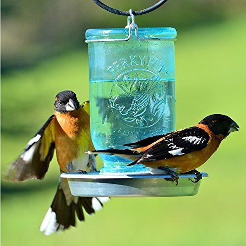 Perky-pet Mason Jar Jarro De Aves Silvestres 783