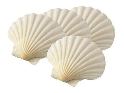 juego de 4 de Conchas para hornear naturales