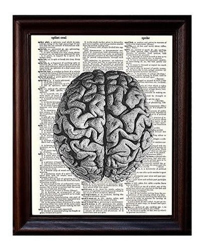Cerebro Humano Anatómico: Impreso En Un Papel