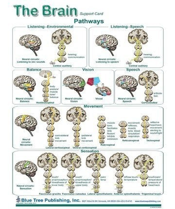 Diagramas cerebrales