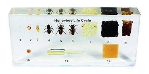 Juego didáctico ciclo de vida de una abeja miel