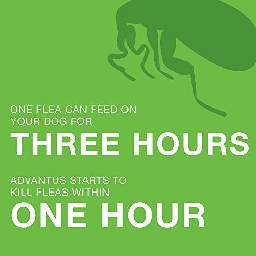 Masticable suave para Perros Pequeños De 4 A 22 Libras