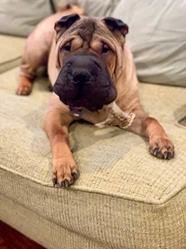 TRATAMIENTO DENTAL DE PERROS