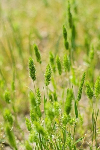 Timothy Grass Seed Climax 1 Libra Oolam