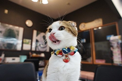 Collar De Gato Necoichi Daruma Charm Bow Tie (rojo)