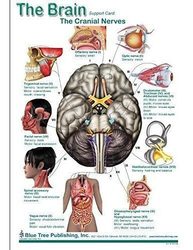 Diagramas cerebrales