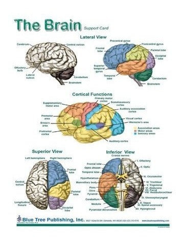 Diagramas cerebrales