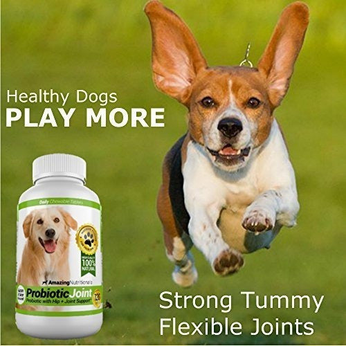 Los Probióticos Sorprendentes Para Perros Eliminan La