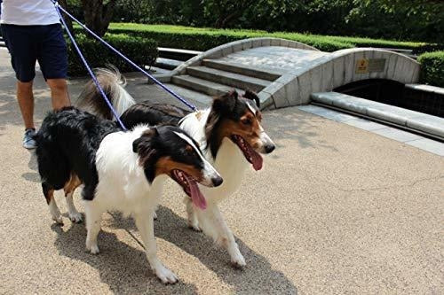 Correa De Perro Doble Azul Para Dos Perros - Azul -