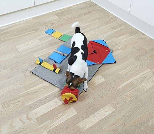 Juguete de iniciación para mascota