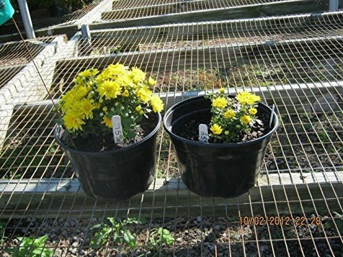 Compost De Charlie 10 Lb