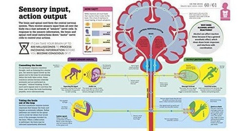 Cómo Funciona El Cuerpo: Los Hechos Simplemente Explicados