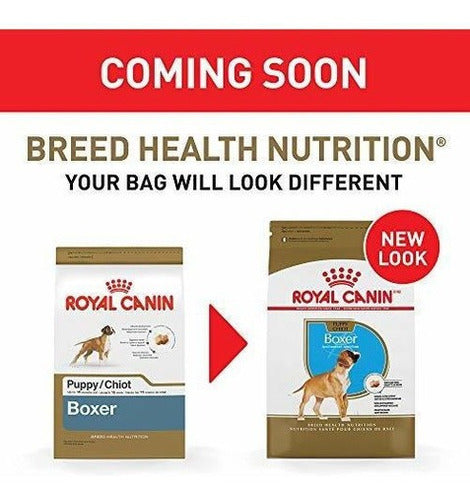 Cachorro Alimento Seco