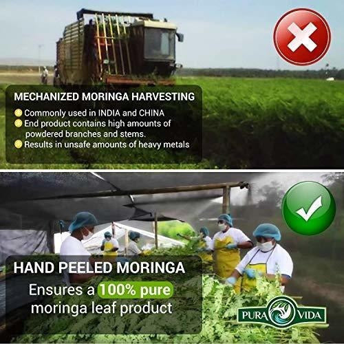 Cápsulas Orgánicas De Moringa Oleifera En Polvo Energía