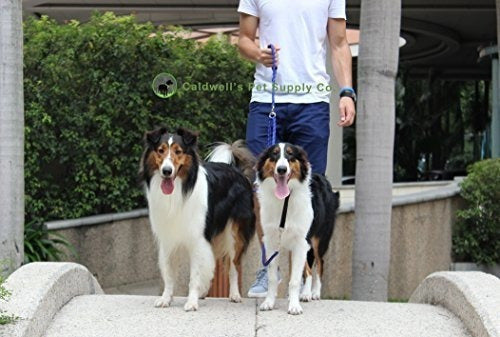 Correa De Perro Doble Azul Para Dos Perros - Azul -