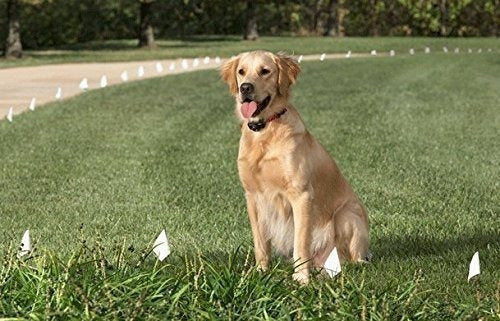 Educador Cuello Correa De Perro