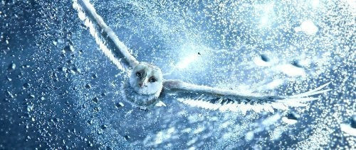 pelicula de Leyenda de los guardianesen DVD