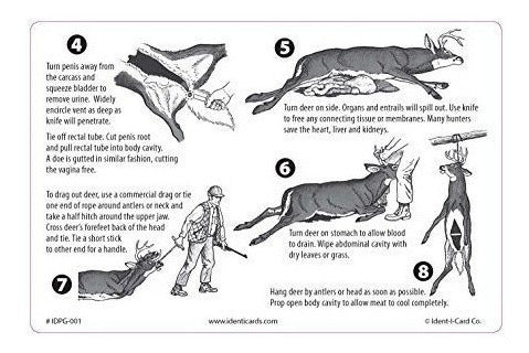 Guía Para Vestir Un Ciervo En El Campo