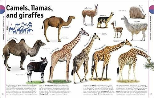 El Libro De Animales Una Enciclopedia Visual De La Vida