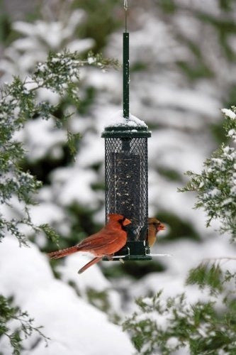 Mini comedero de aves silvestres