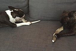 Piezas De Asta De Ciervo Premium - Masticables Para Perros