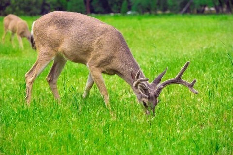 Timothy Grass Seed Climax 1 Libra Oolam