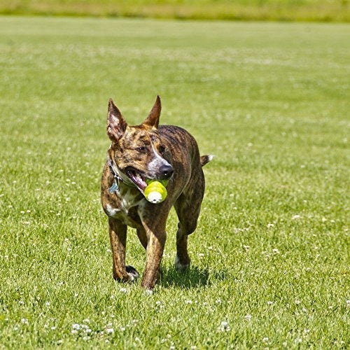 Juguetes interactivos para perros