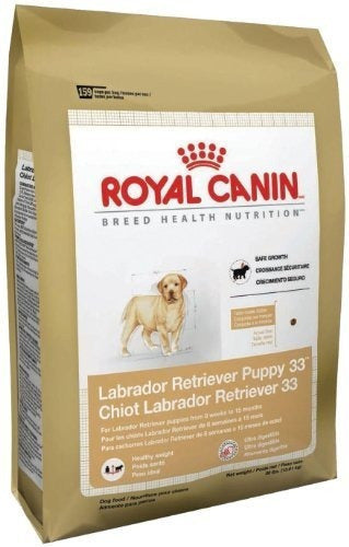 Cachorro Labrador Retriever Royal Canin Breed Health
