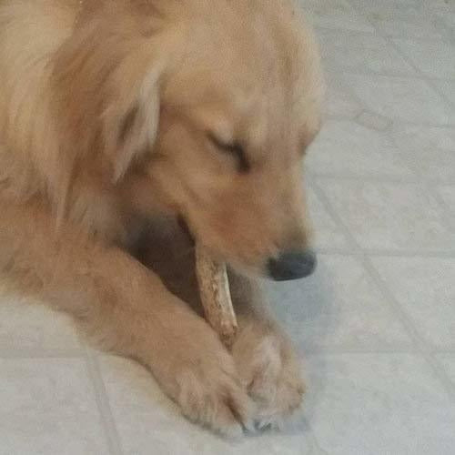 TRATAMIENTO DENTAL DE PERROS