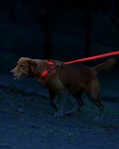 Correa Led Para Perros - Usb Recargable