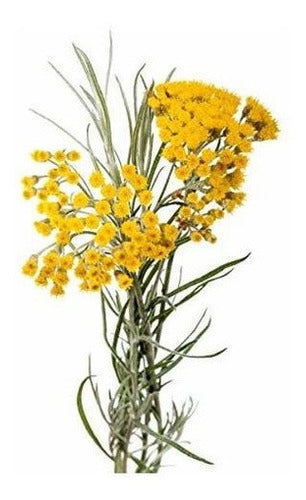 Aromis Helichrysum Italicum Aceite Esencial Orgánico