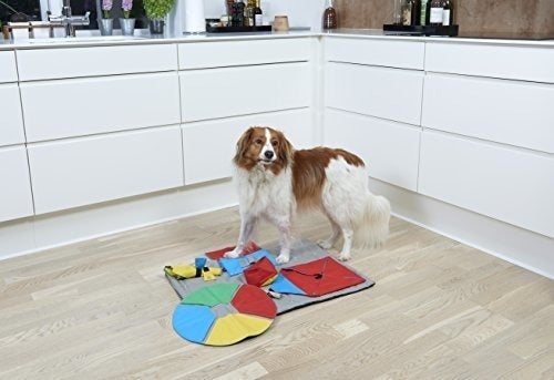 Juguete de iniciación para mascota