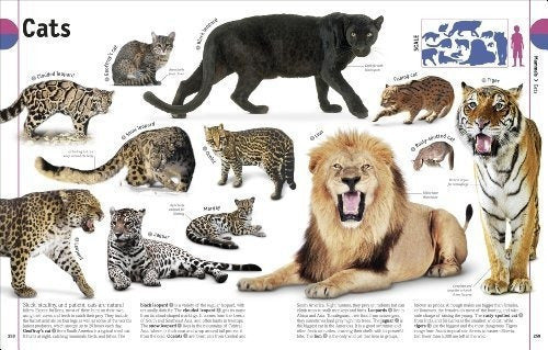 El Libro De Animales Una Enciclopedia Visual De La Vida